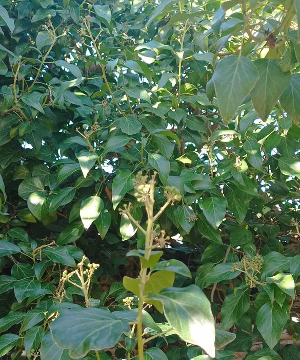 Пресни листа от бръшлян