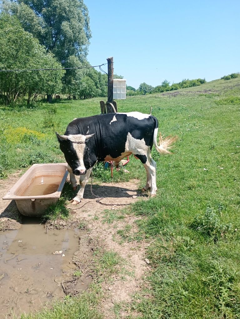 Vând Taur judetul Dolj