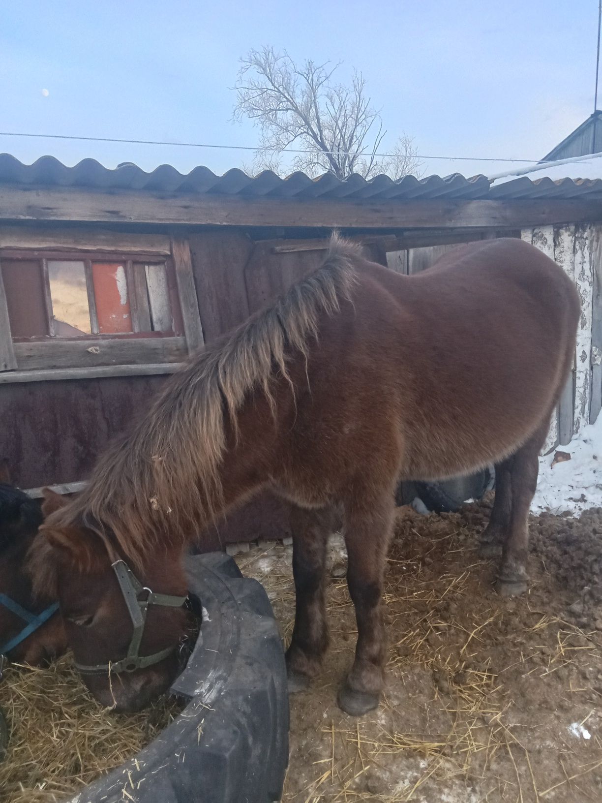 Продается Лошадь .кабыла.