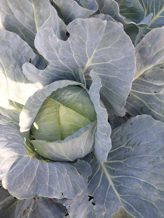 Varza plata de tomana