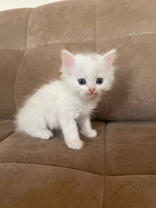 Продаються котятя турецкой ангоры