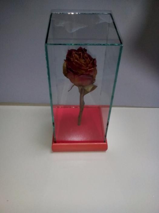 Роза за свети валентин или 8 март