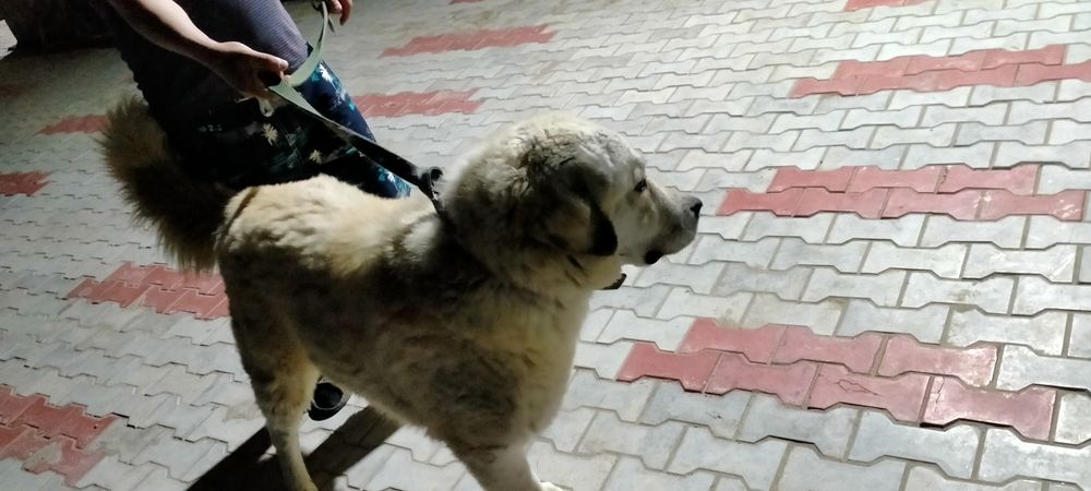 Қазақы төбет ит.