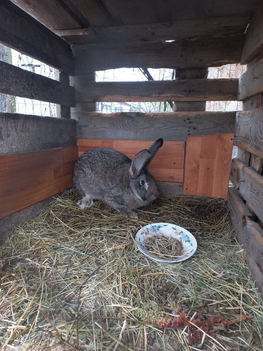 Vând cochin urias , pitic și iepuroaica UG