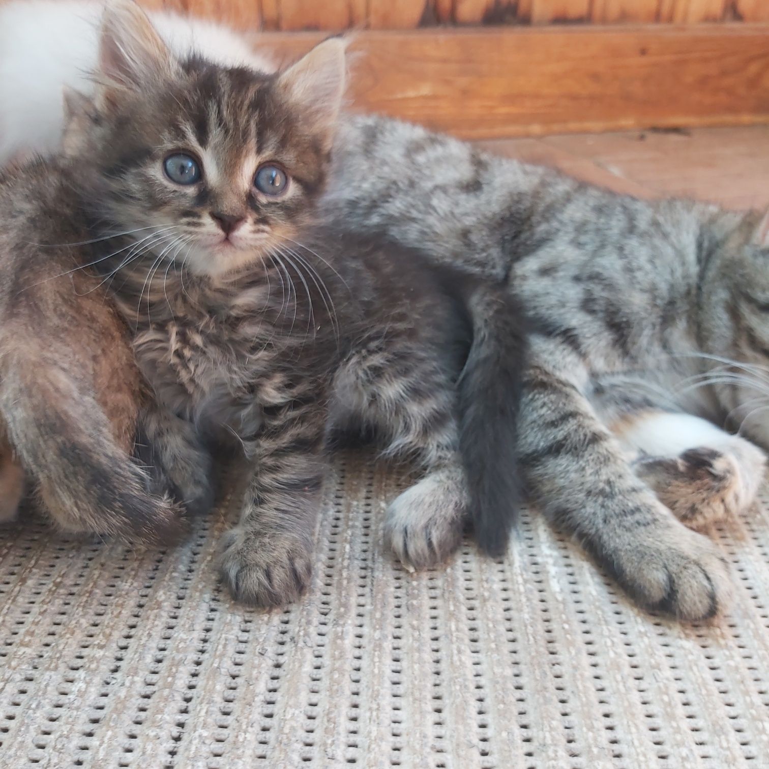 Котята ищут хозяев