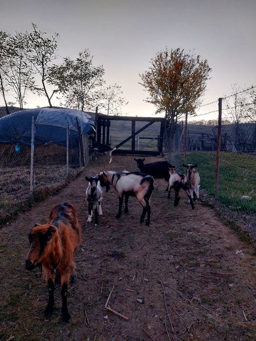 Vând echipa de capre cu țap