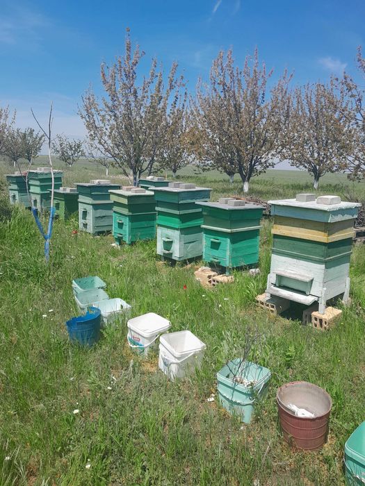 Пчелни кошери с магазини и изградени рамки