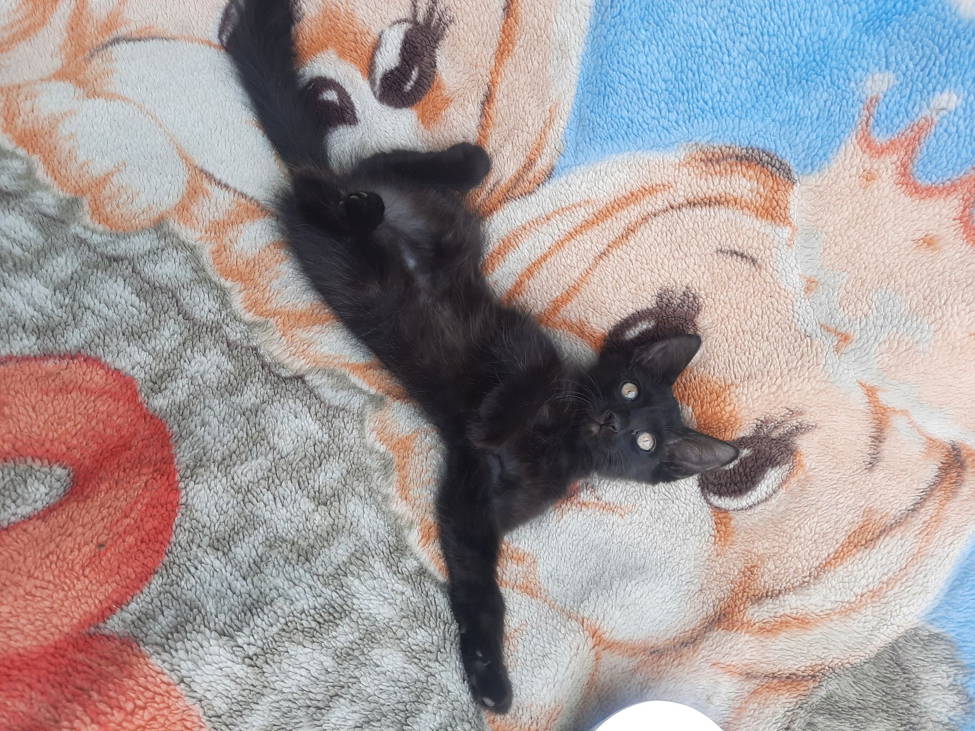 Котята Британцы Англичане  все умеют и кушать сварить