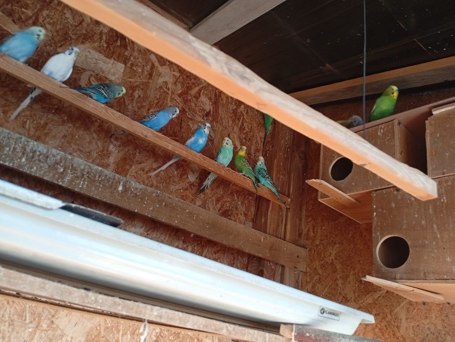 Vand Perusii 30 bucati