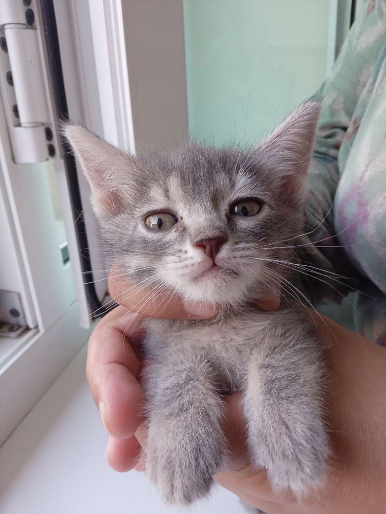 Котята ищут семью!