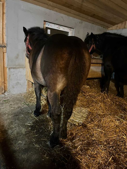 Vând mânză       .