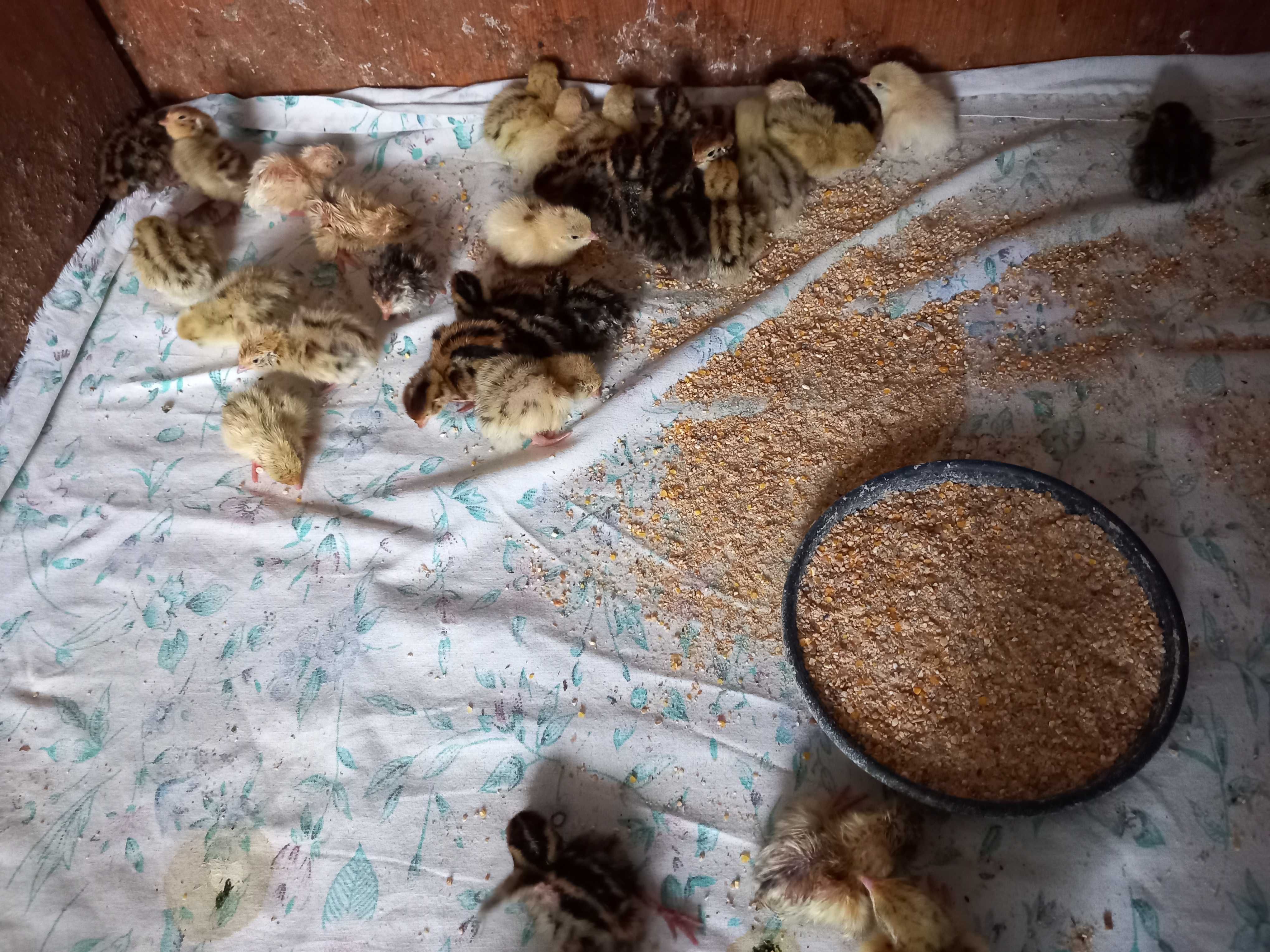Vând pui și ouă de prepeliță pt consum și pt reproducere