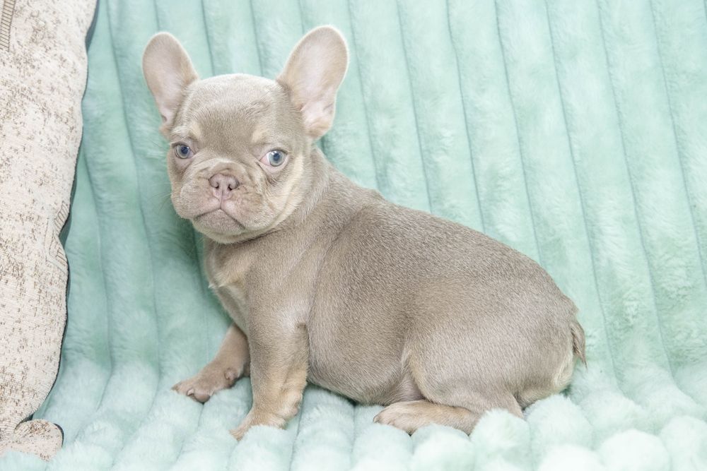 bulldog francez isabella tan