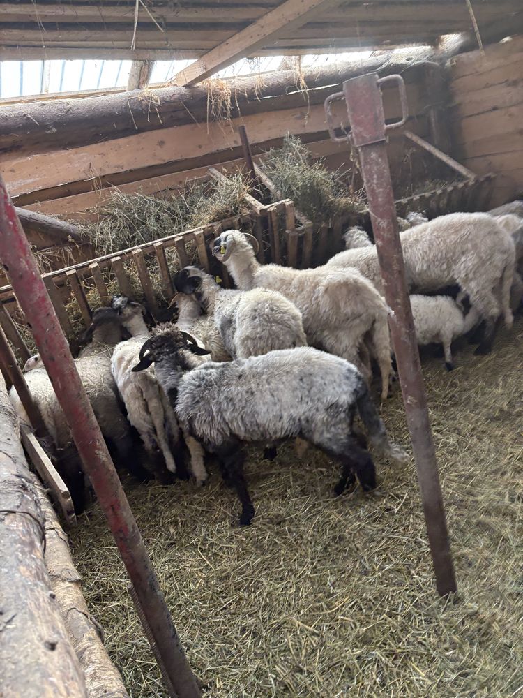 Vand miei mile si berbeci