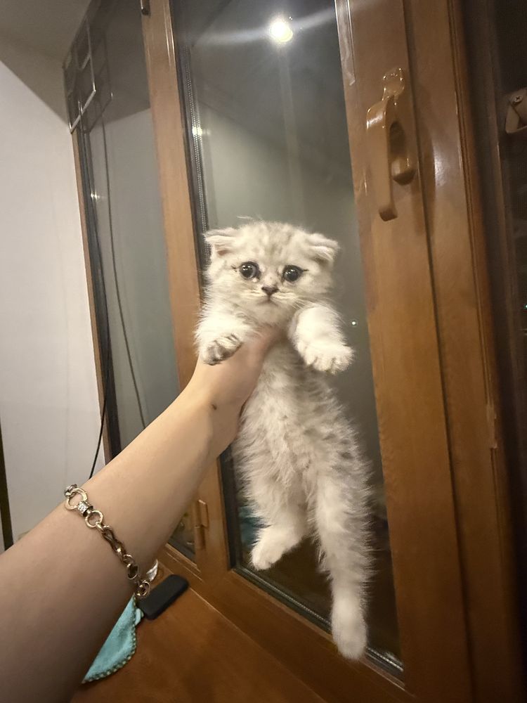 Мушукчалар сотилади