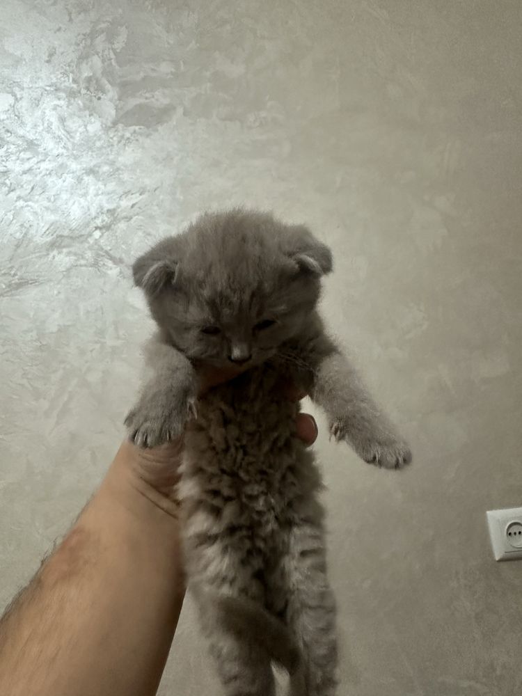 Кошки Скоттиш Фолд