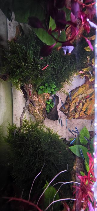 Aквариум AQUAL 83 L