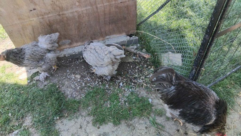 Vând familie brahma albastru 4 gaini și un cocoș,și 2 albe din imagin