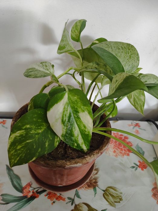 Эпипремнум золотистый