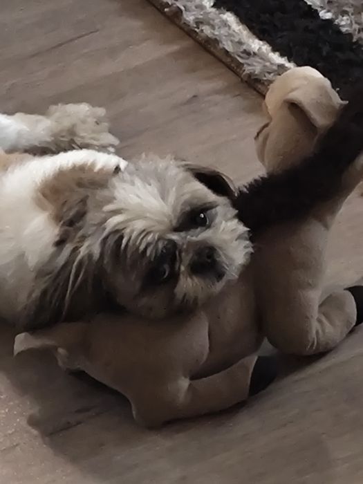 Ши-тцу мальчик, вязка