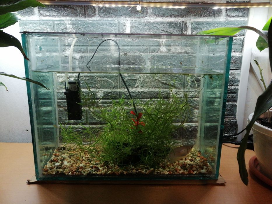 Acvariu de 30 litri cu plante