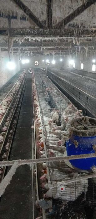 Loman sendi tovuqlar sotiladi