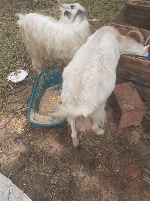 Vând un țap și o capra