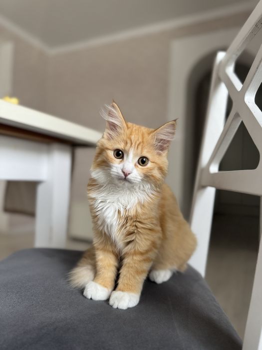 Отдаем в добрые руки