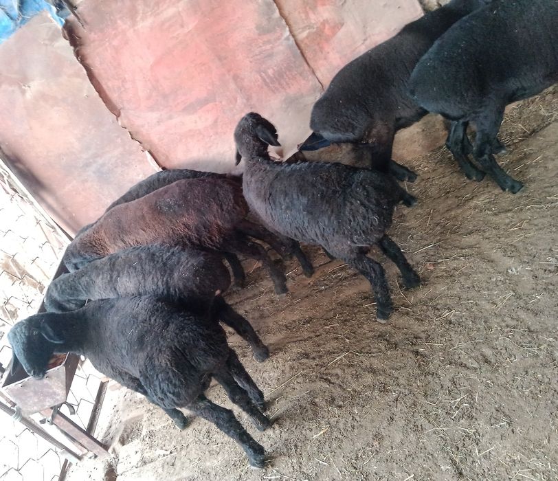 Qo'chqo'r Chirchiq 4mln DOSTAVKA si bor tekin