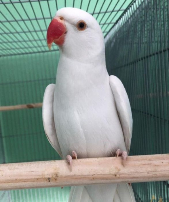 Продаётся птенец Белого ожирелового попугая.