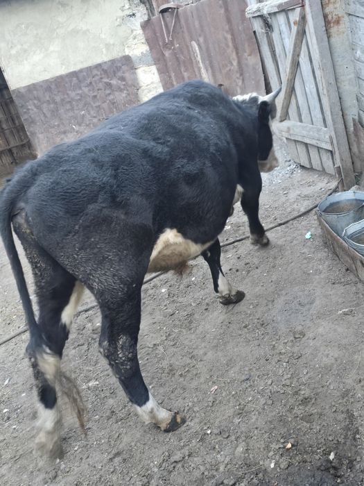 Продам  быка  2летку