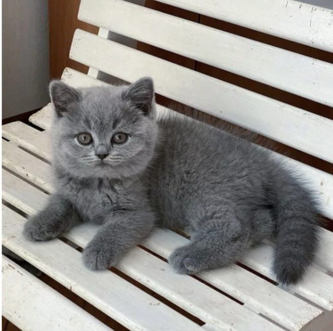 Продам Британских котят
