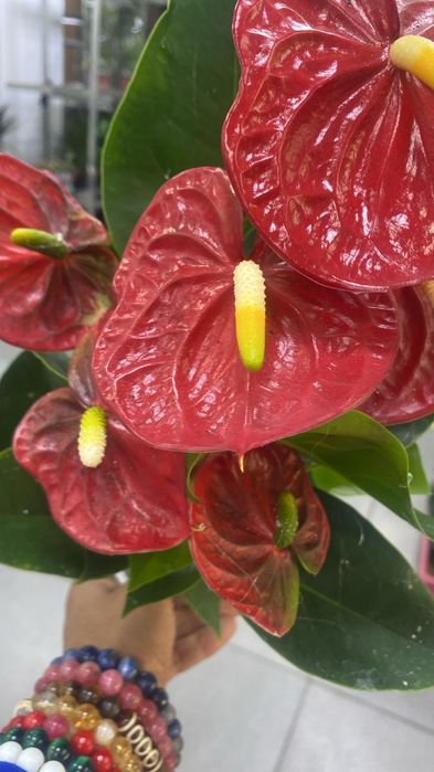 Комнатные цветы от 500