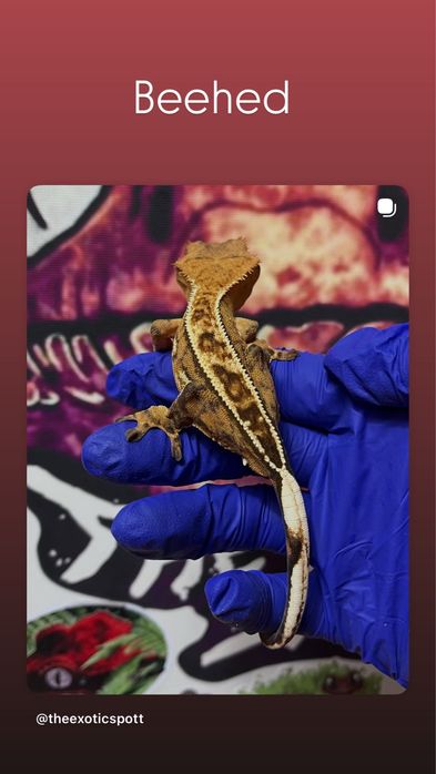 Crested gecko/ soparla/gecko cu creasta/reptila