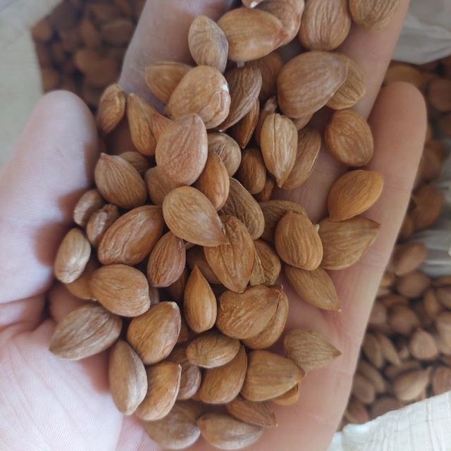Donak shoʻr danak magʻiz mayiz  optim gʻolin