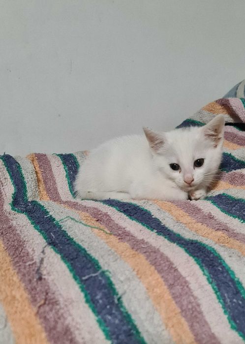 Ofer spre adopție pui de pisica