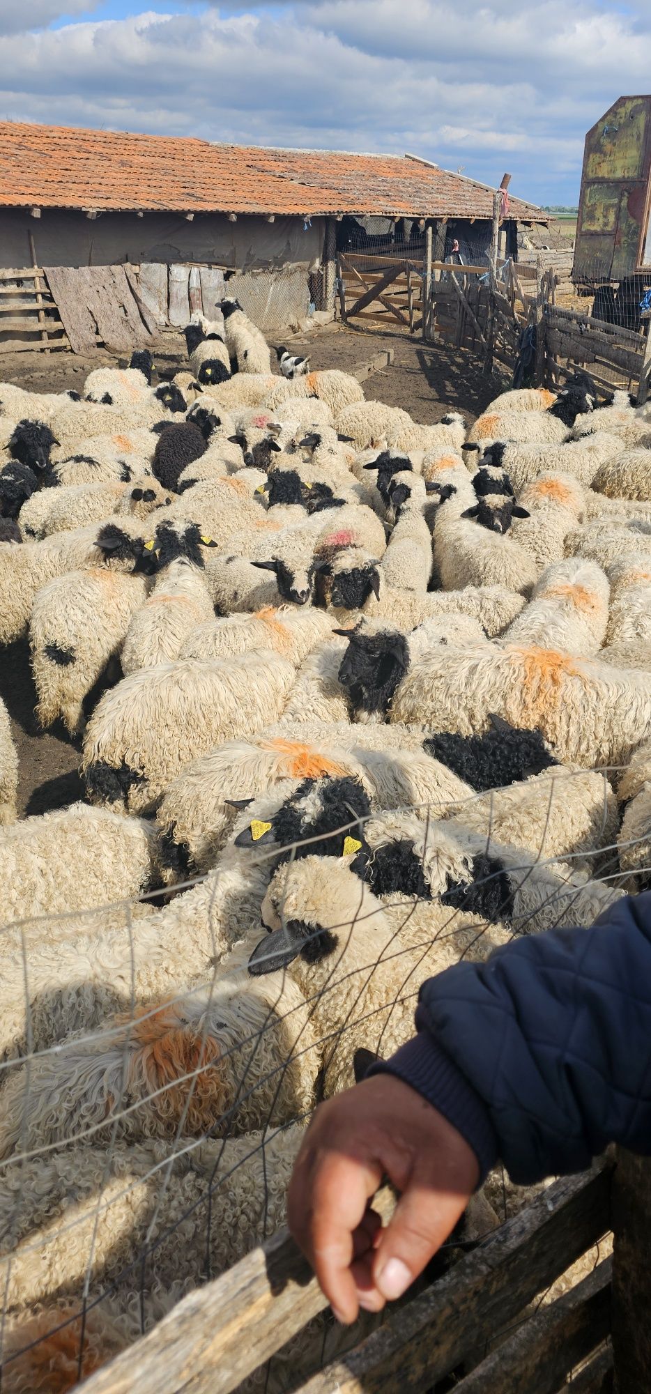 Vând miei 15kg și 30 kg