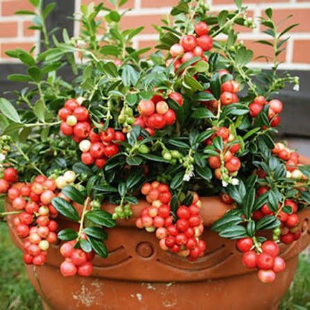 Arbusti Fructiferi (Merisor )