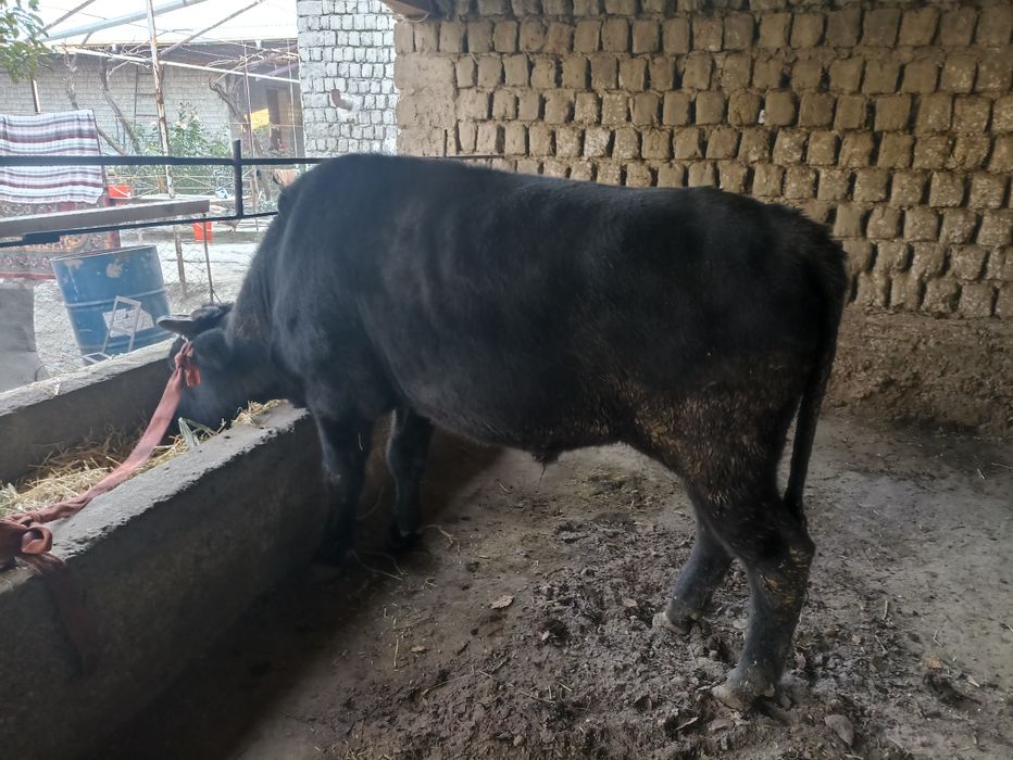 Новос сотилади.живой вес 500кглар чикади.