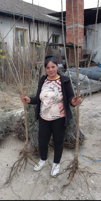 Nuc Chandler.Cires.Prun.Alun.Nuc.Tei.Mesteacan.Paullownia.Castan.Tei.