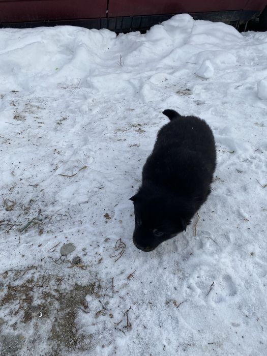 Отдам даром щенки лайки