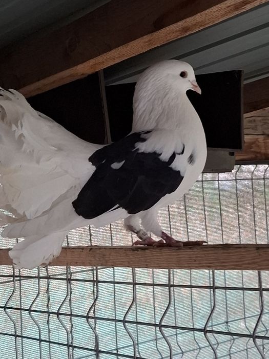 De vanzare voltati maghari!