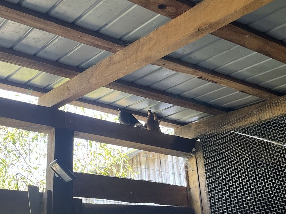 Porumbei iepuri rate pitice