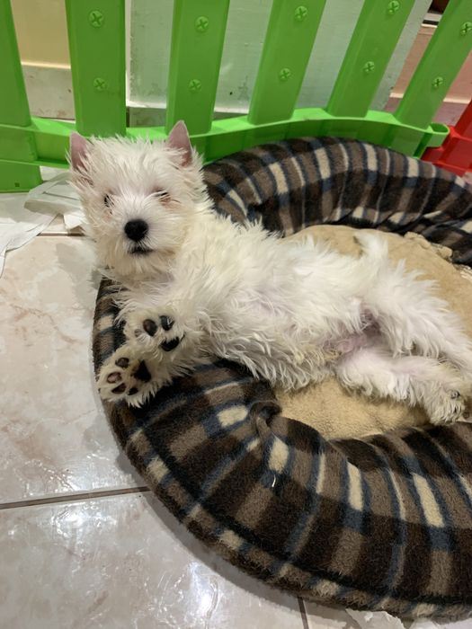 West highland white terrier