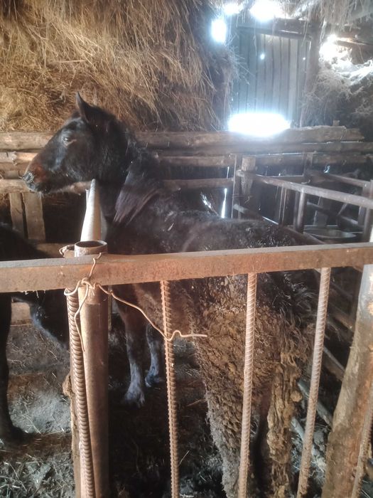 Продам таев с откорма