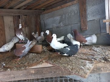 Гълъби от различни породи