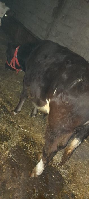 Vând vițel are vârsta de cinci luni, din potcoava jud olt oava