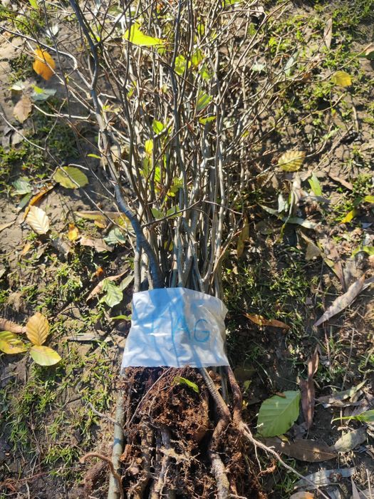 Puieți de mesteacăn alb/fag anul 1