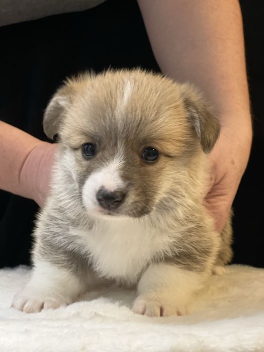 Fetita Corgi - Canisa Autorizara