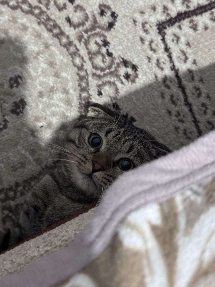 Домашний вислоухий кот